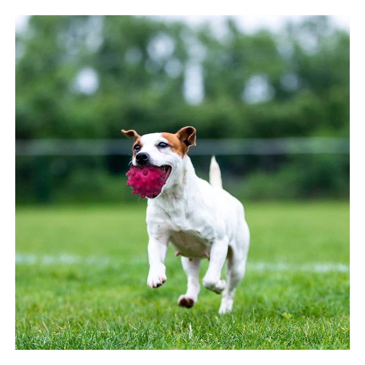 PACK6 JUGUETE DE CAUCHO NATURAL ROSADO FORMA CHIRIMOLLA SEGURO PARA MASCOTAS Y+PAPEL REGALO - 2