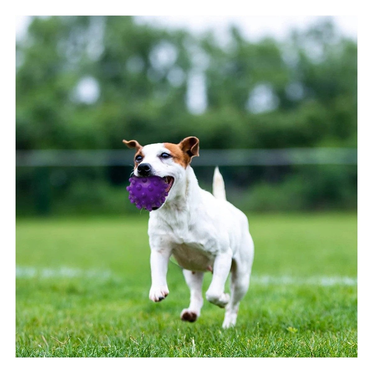 PACK4 DISPOSITIVO DE JUEGO MORADO GRANDE PARA PERROS CON MATERIAL DURABLE Y+REGALO STICKER - 5
