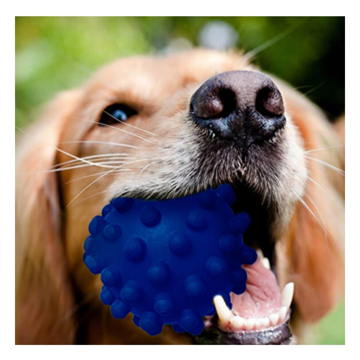 PACK12 DISPOSITIVO PARA CANINOS CAUCHO AZUL GRANDE CON RELIEVE SEGURO Y+REGALO STICKER - 5