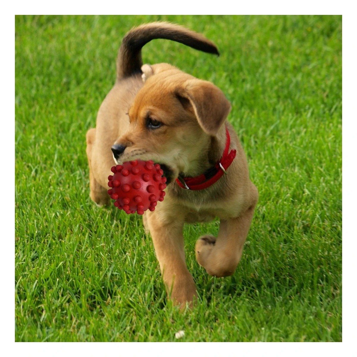 PACK6 DISPOSITIVO DE MASCOTAS ROJO TIPO CHIRIMOLLA FACIL DE USAR Y+PAPEL REGALO - 5