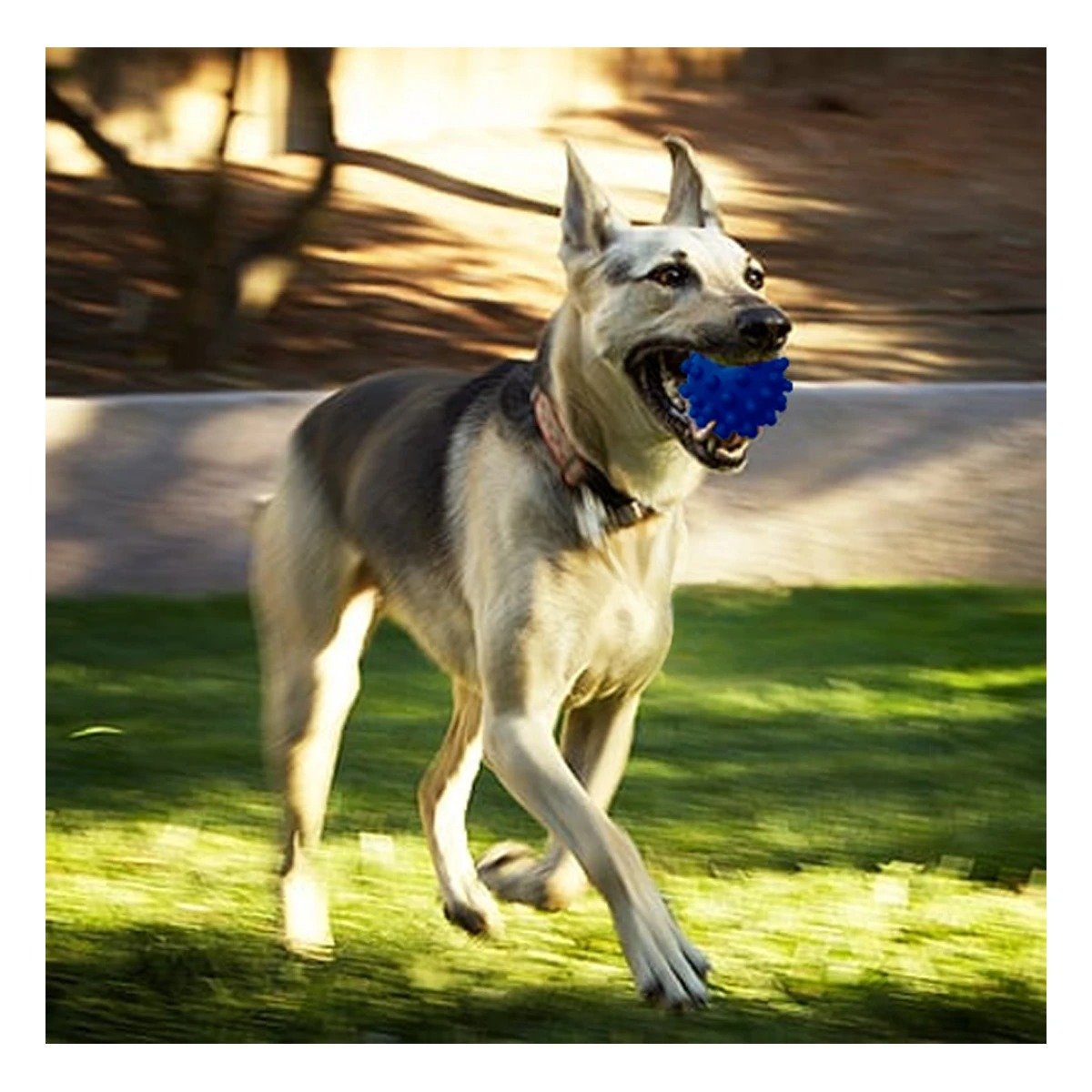 PACK6 ACCESORIO DE JUEGO DIARIO CAUCHO AZUL GRANDE PARA PERROS ACTIVOS Y+PAPEL REGALO - 2