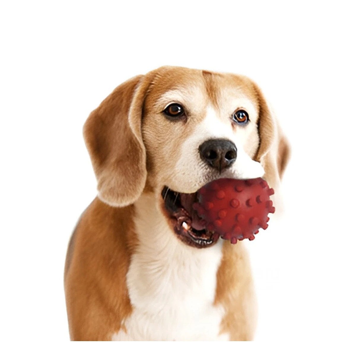 PACK4 PELOTA TIPO CHIRIMOLLA ROJA PARA ACTIVIDADES DE MASCOTAS Y+PAPEL REGALO - 3