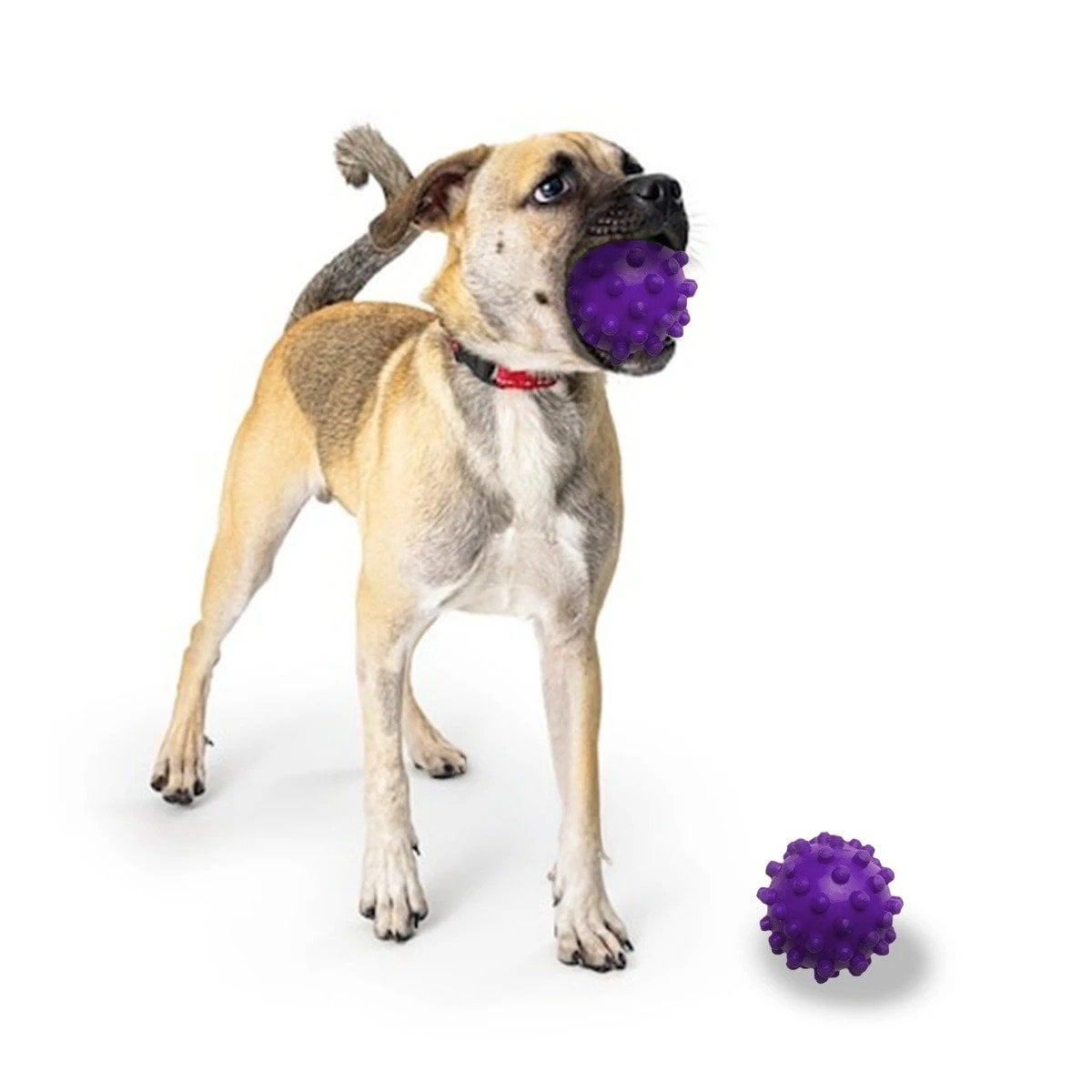 PACK12 DISPOSITIVO CANINO CAUCHO MORADO GRANDE CON DISENO ANTIDESLIZANTE Y+REGALO STICKER - 2