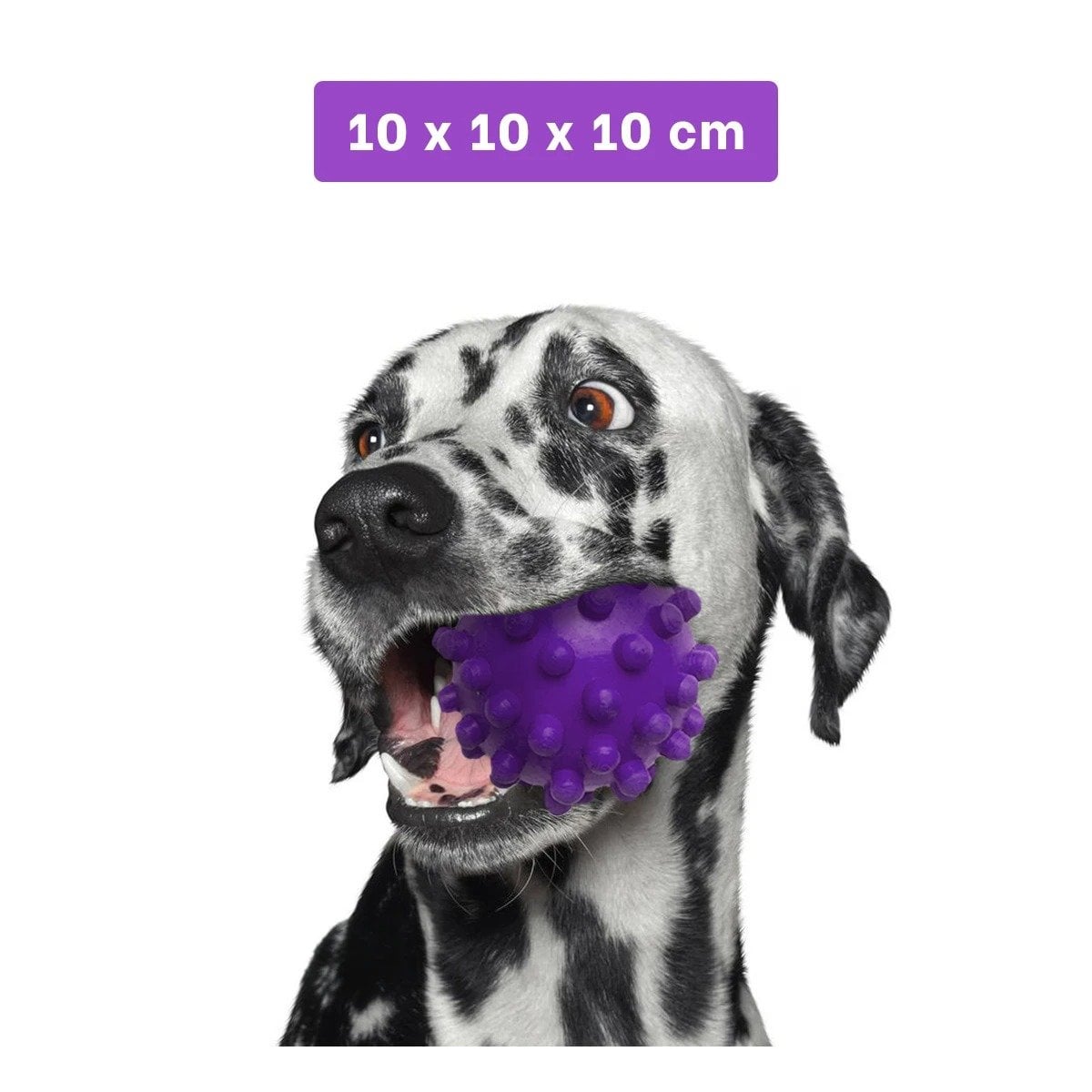PACK4 MORDEDOR RESISTENTE CAUCHO MORADO GRANDE CON TEXTURA ESPECIAL - 4