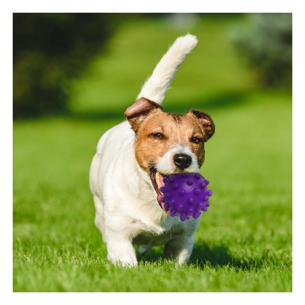 PACK2 ACCESORIO CANINO CAUCHO MORADO GRANDE CON FORMA PRACTICA DE CHIRIMOLLA Y+PAPEL REGALO - 2
