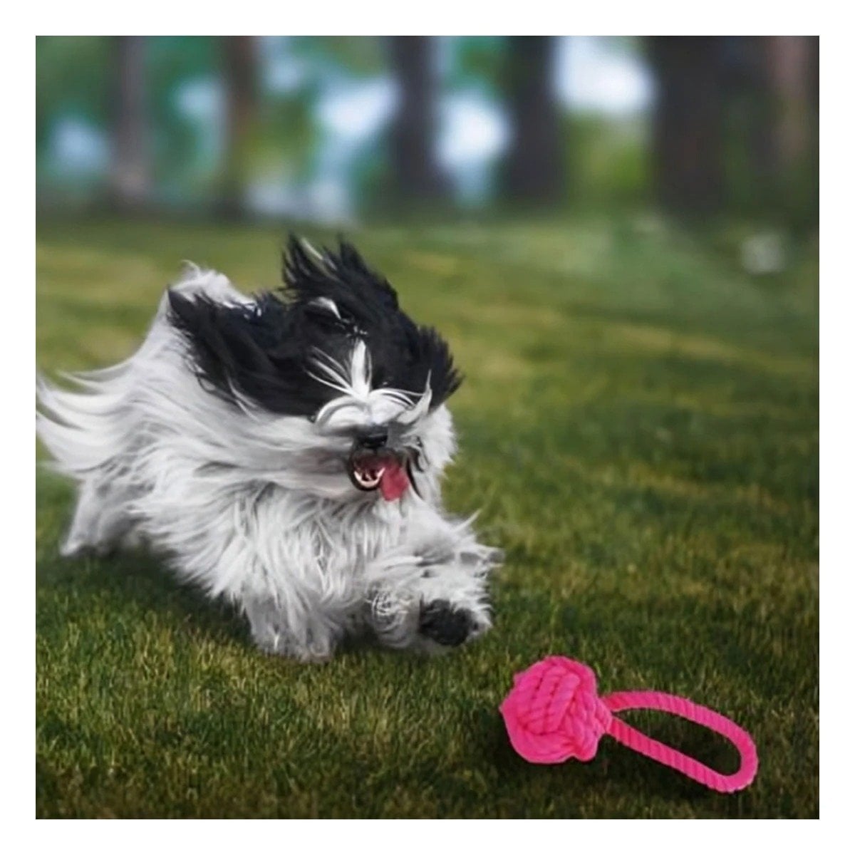 PACK4 TRENZA FUCSIA CON NUDO GRANDE PARA PERROS ACTIVOS EN CASA Y+REGALO STICKER - 3