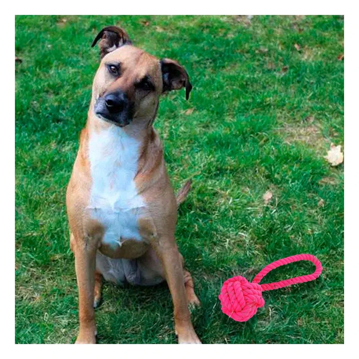 PACK4 TRENZA FUCSIA CON NUDO GRANDE PARA PERROS ACTIVOS EN CASA Y+REGALO STICKER - 5