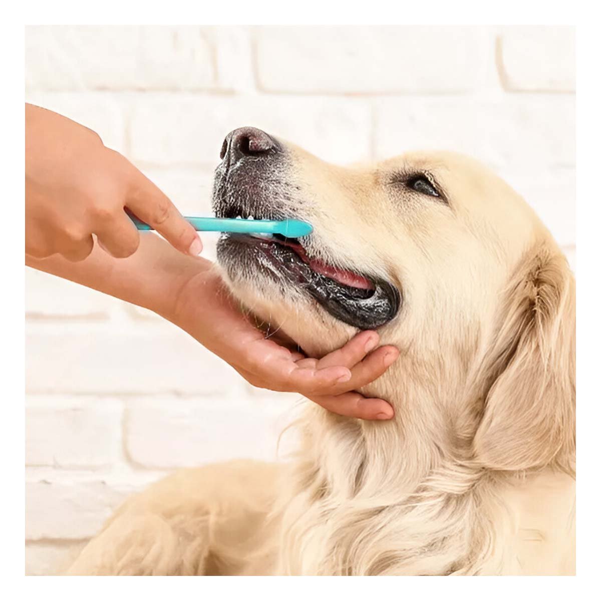 PACK12 ORGANIZADOR CUIDADO DENTAL VERDE AGUA FUNCIONAL PARA ASEO EN CASA Y+PAPEL REGALO - 5