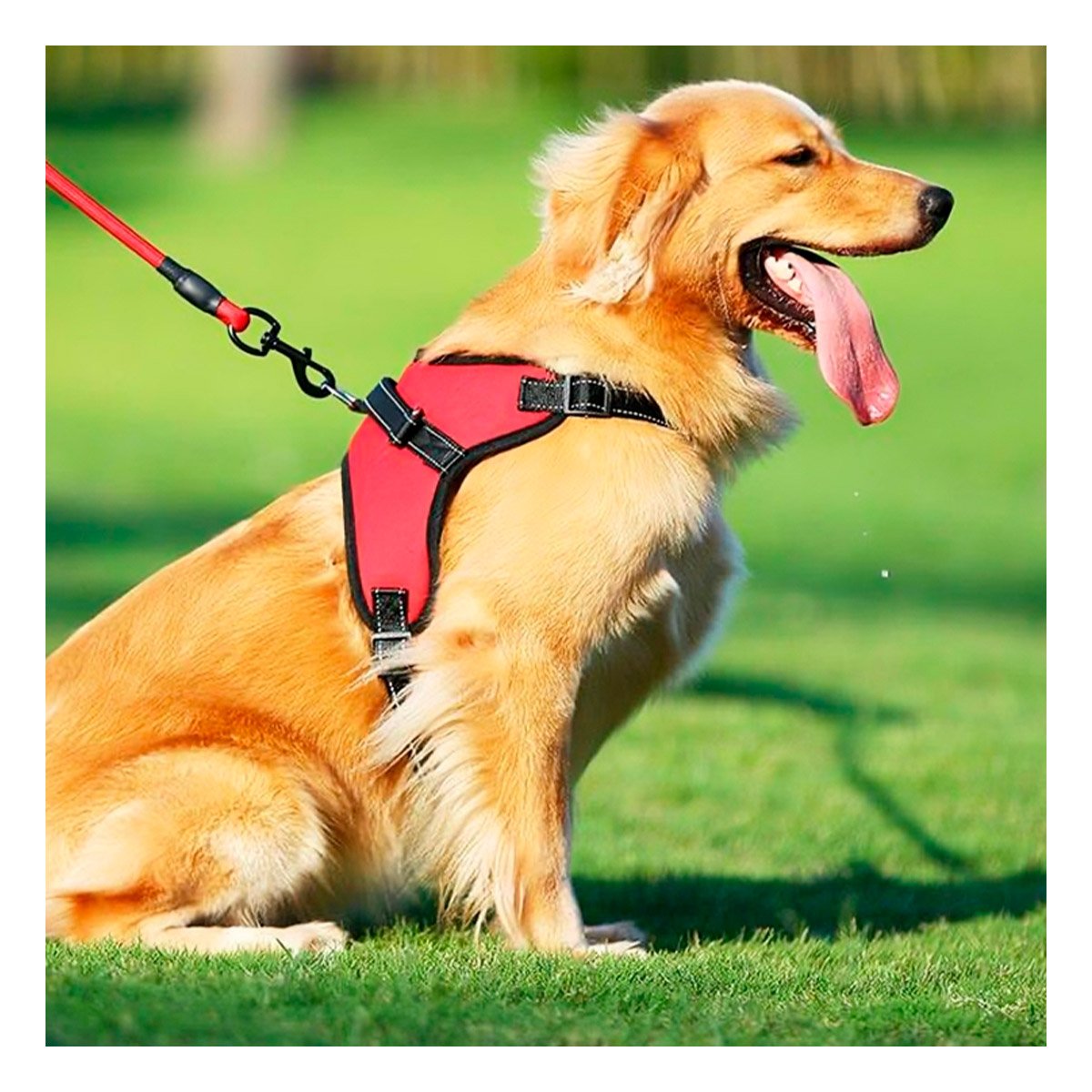 PACK4 ARNES DE CONTROL EN H PARA PERRO TALLA M SEGURO ROJO Y+PAPEL REGALO - 2