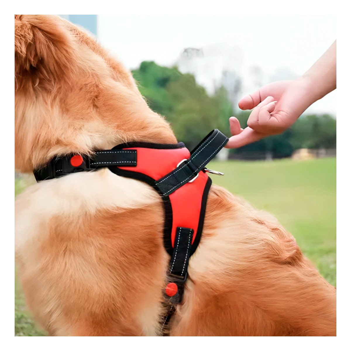 PACK4 ARNES DE CONTROL EN H PARA PERRO TALLA M SEGURO ROJO Y+PAPEL REGALO - 5