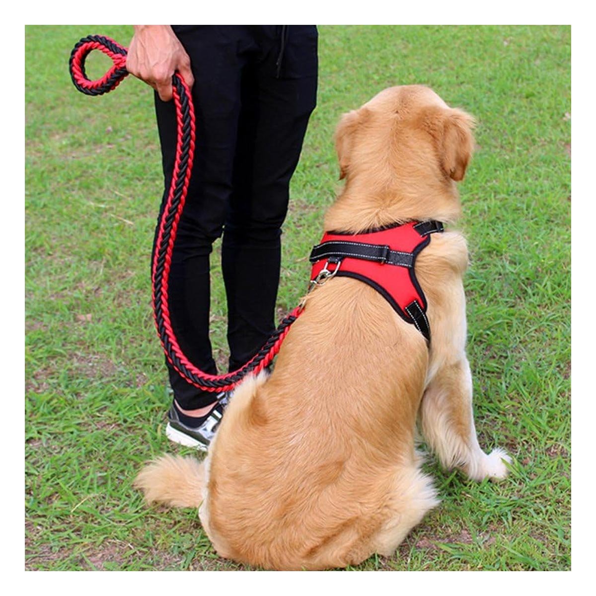 SOPORTE EN H AJUSTABLE PARA MASCOTA TALLA M RESISTENTE ROJO Y+LIGAS REGALO - 2