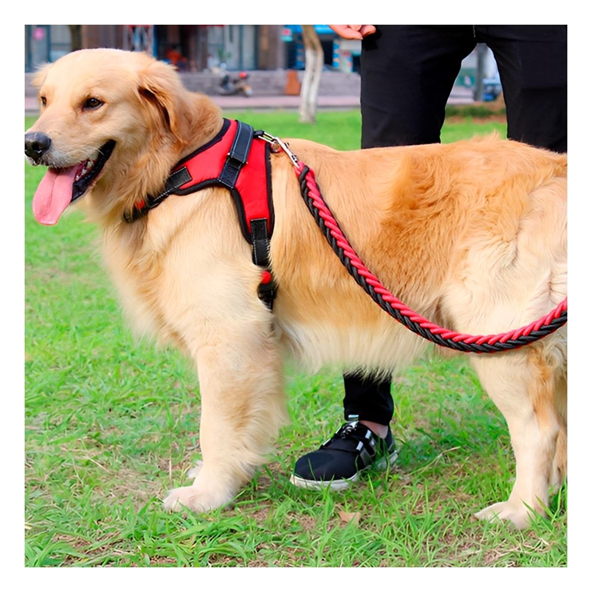 PACK6 EQUIPO DE CONTROL EN H PARA MASCOTA TALLA M FIRME ROJO Y+PAPEL REGALO - 2