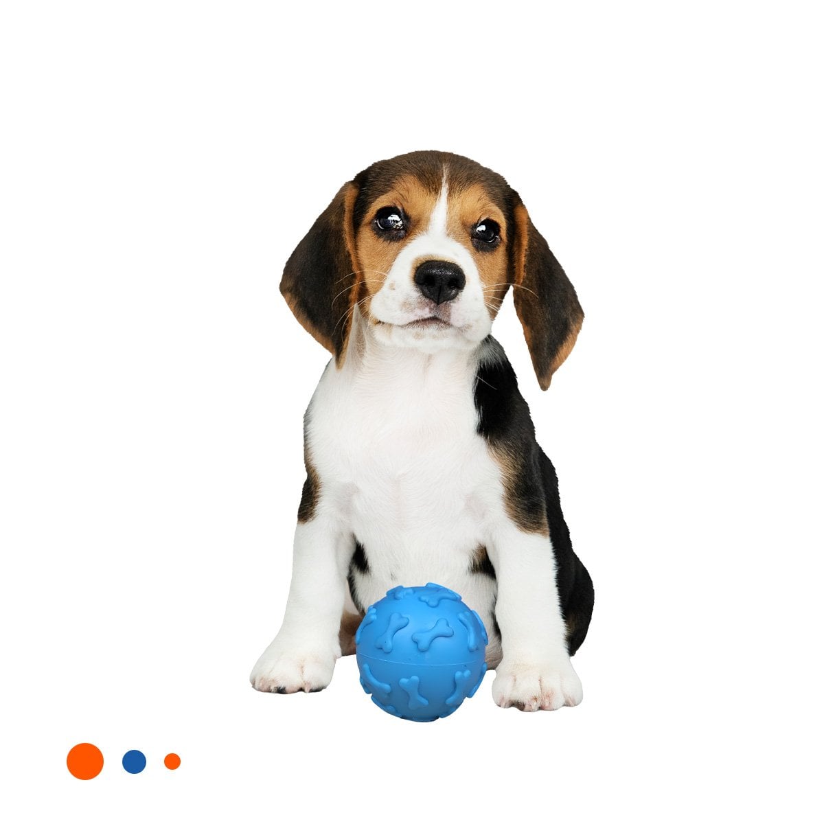 PACK6 ELEMENTO TEXTURIZADO CON HUESOS PARA ENTRENAMIENTO PET CELESTE Y+REGALO STICKER - 2