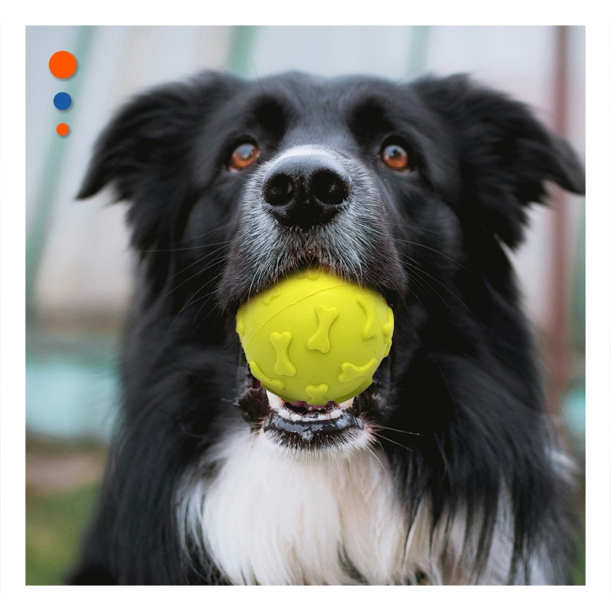 BOLA PARA MASCOTA CON DISENO JUVENIL DE HUESOS VERDE LIMON Y+REGALO STICKER - 2