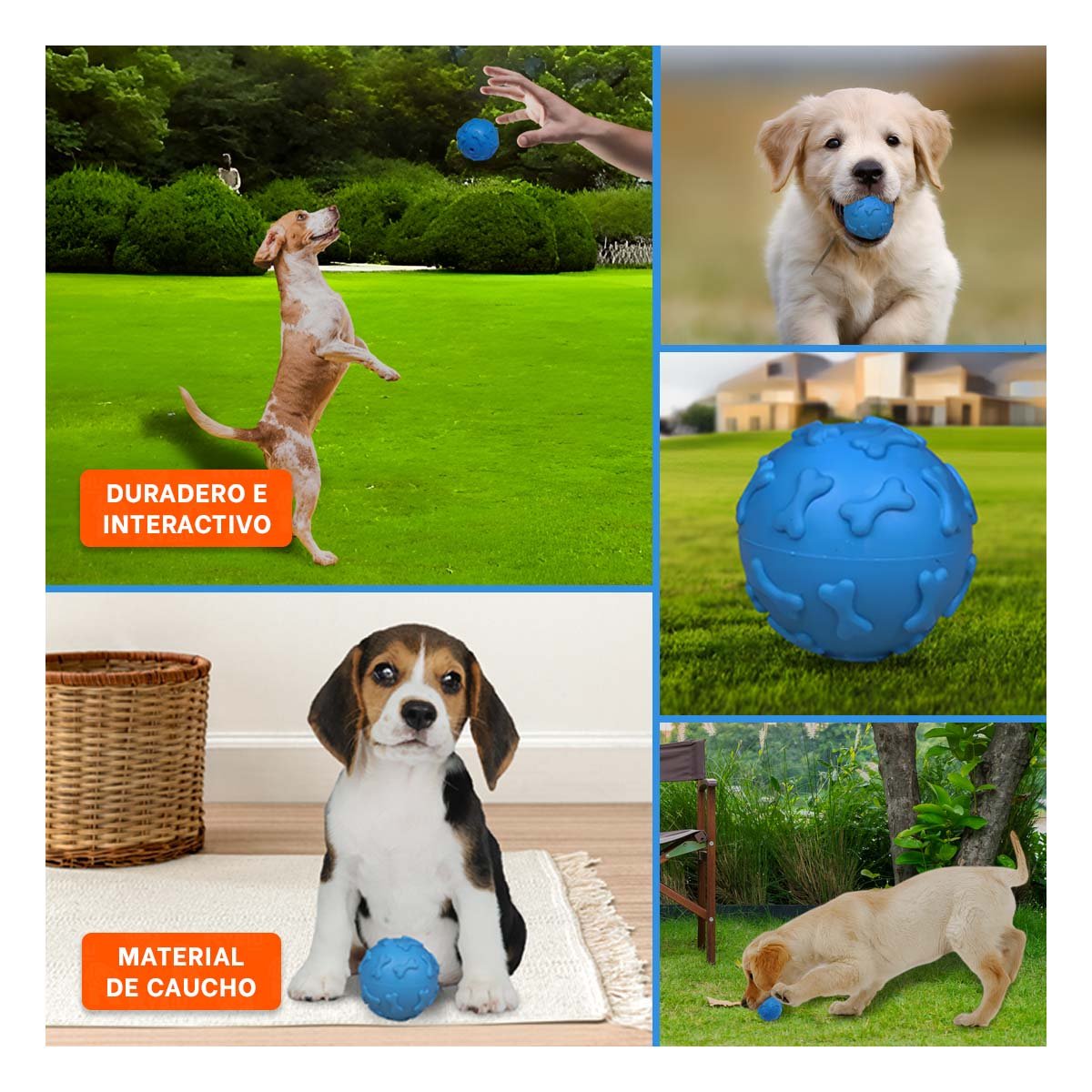 PACK4 OBJETO RESISTENTE CON HUESOS EN SUPERFICIE PET CELESTE Y+REGALO STICKER - 2