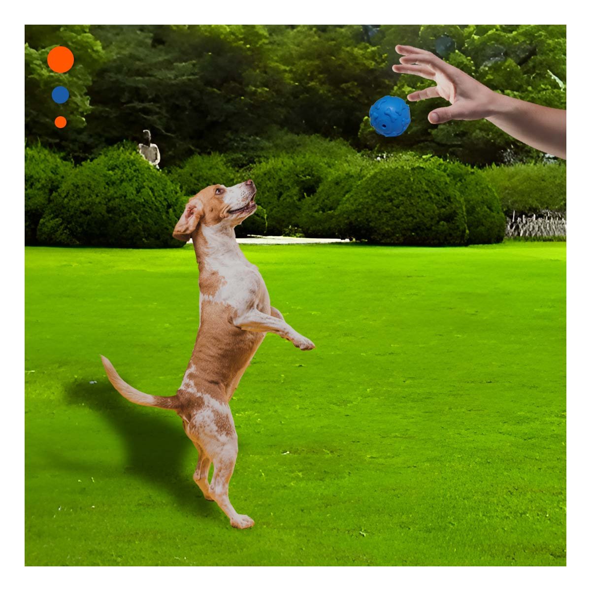 PACK6 ELEMENTO CIRCULAR CON HUESOS PARA MASCOTA ACTIVA PET CELESTE Y+PAPEL REGALO - 5