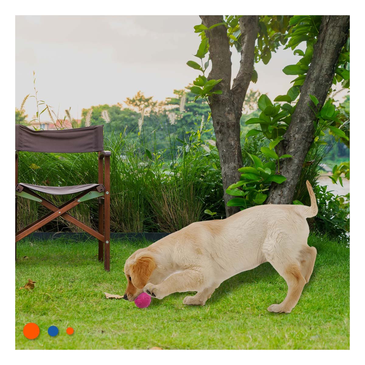 PACK6 ARTICULO PARA LANZAR PET CON RELIEVE DE HUESITOS FUCSIA Y+REGALO STICKER - 5