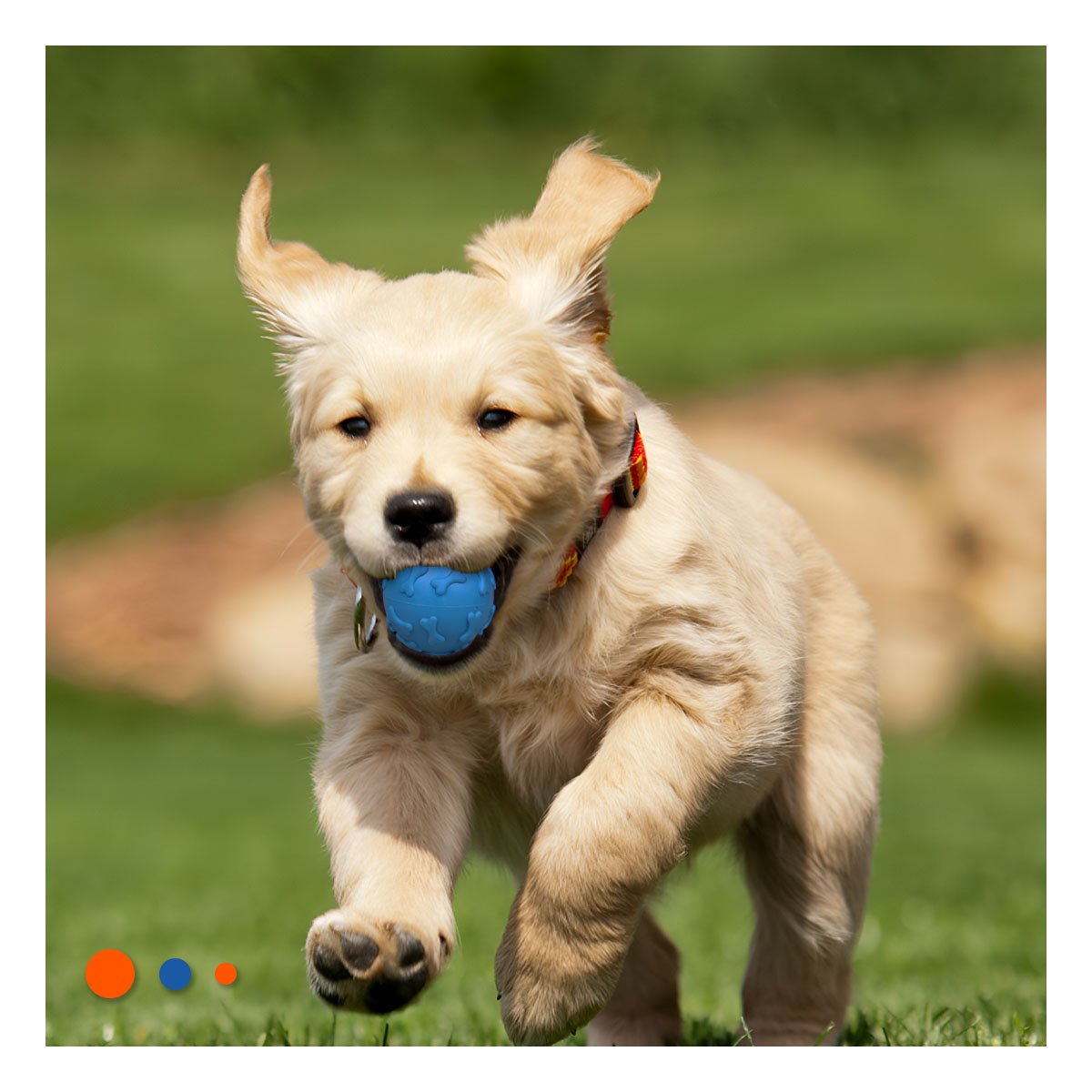 BALON DE GOMA CON HUESOS MARCADOS PARA MASCOTA ENERGETICA PET CELESTE Y+REGALO STICKER - 5