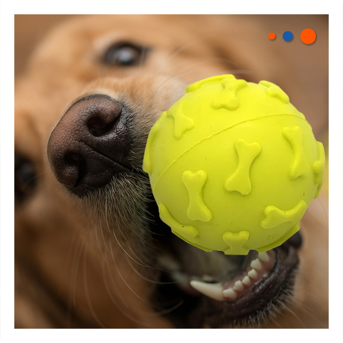 BOLA DE LANZAMIENTO PARA PERRO CON GRABADOS DE HUESO VERDE LIMON Y+LIGAS REGALO - 2