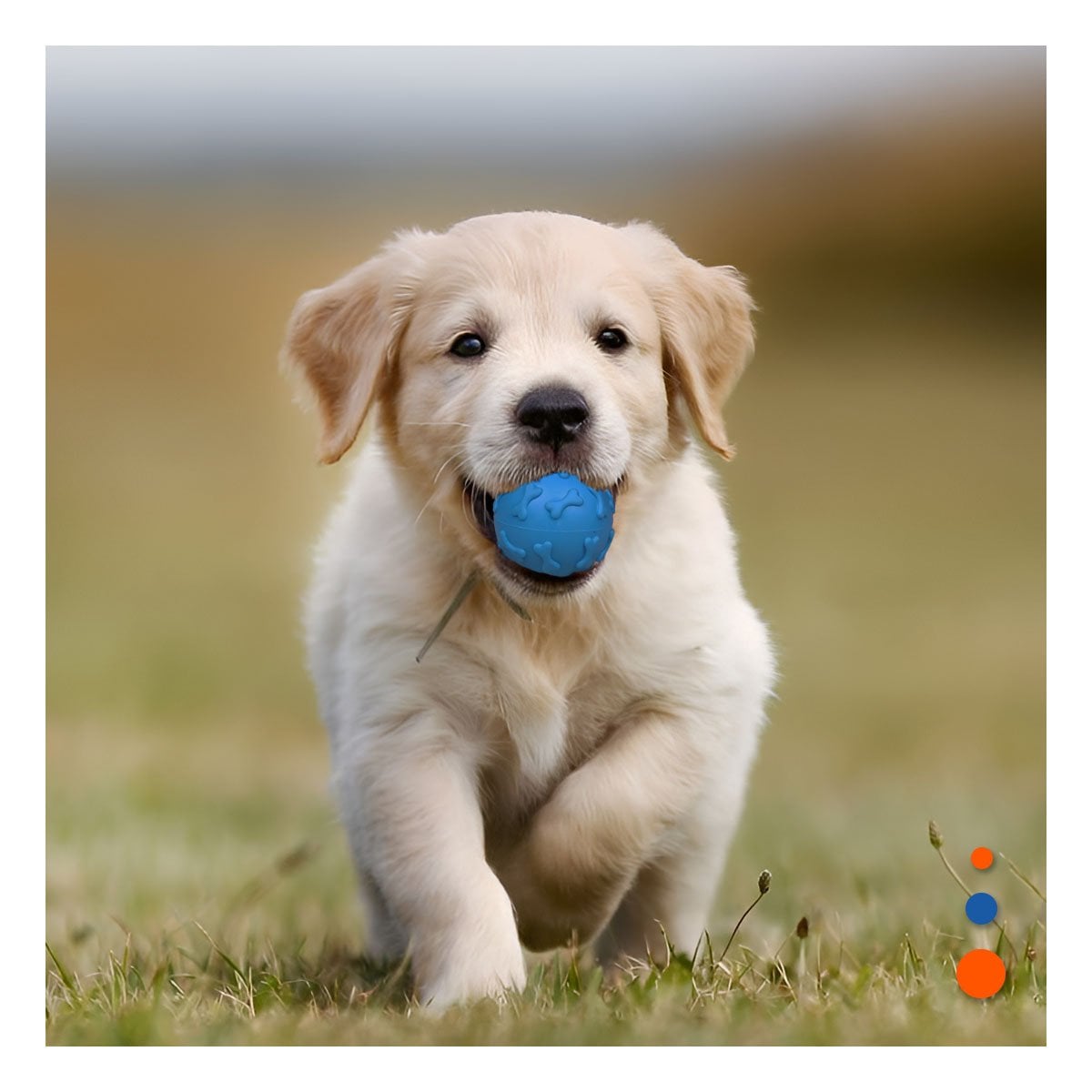 PACK12 PELOTA RECREATIVA PET PARA LANZAR Y TRAER EN CASA CELESTE - 3