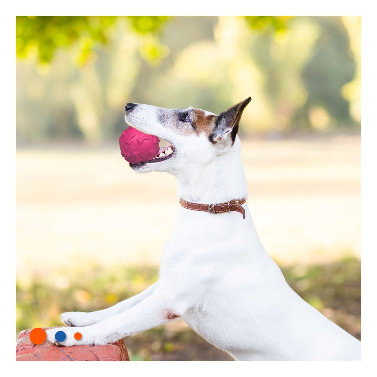 BALON DE GOMA PET CON RELIEVE DE HUESOS PARA MASCOTA FUCSIA Y+REGALO STICKER - 5