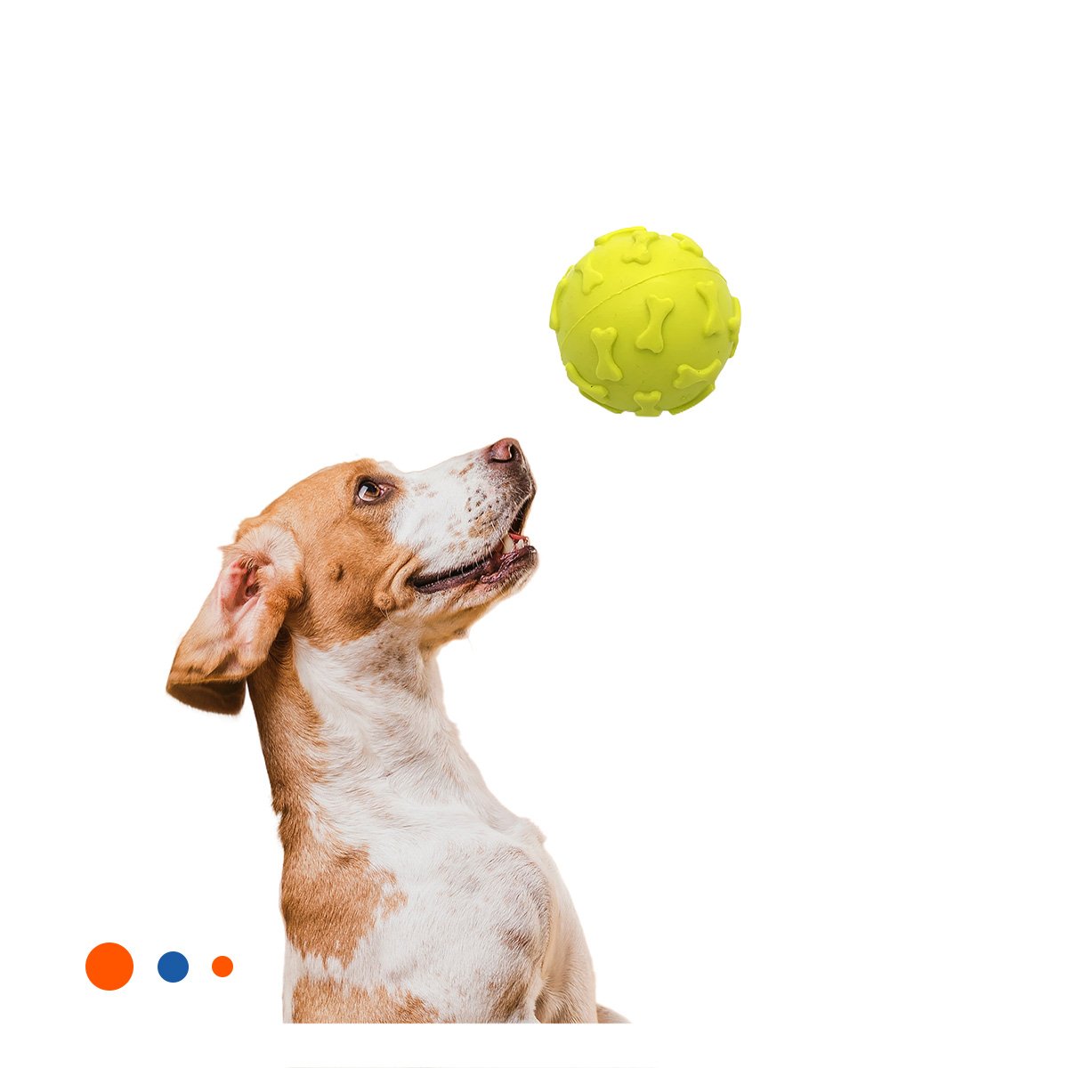 PACK6 ELEMENTO PARA MASCOTA CON SUPERFICIE EN RELIEVE VERDE LIMON Y+REGALO STICKER - 2