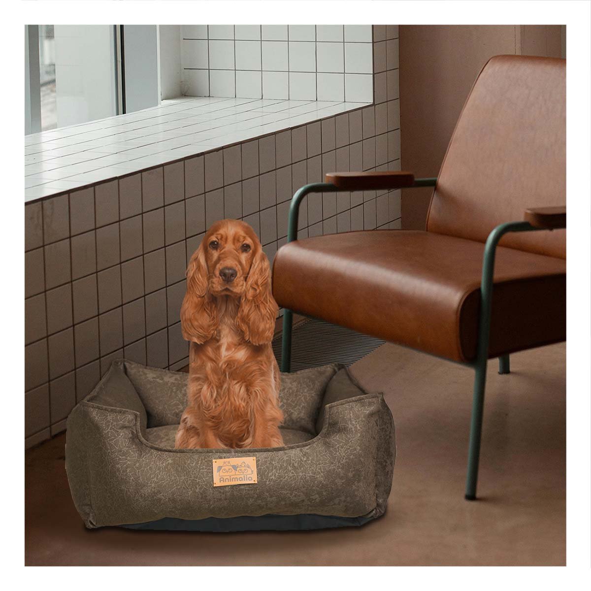 PACK6 ZONA MARRON PARA PERRO TALLA M CON COMPLETO Y+REGALO STICKER - 5