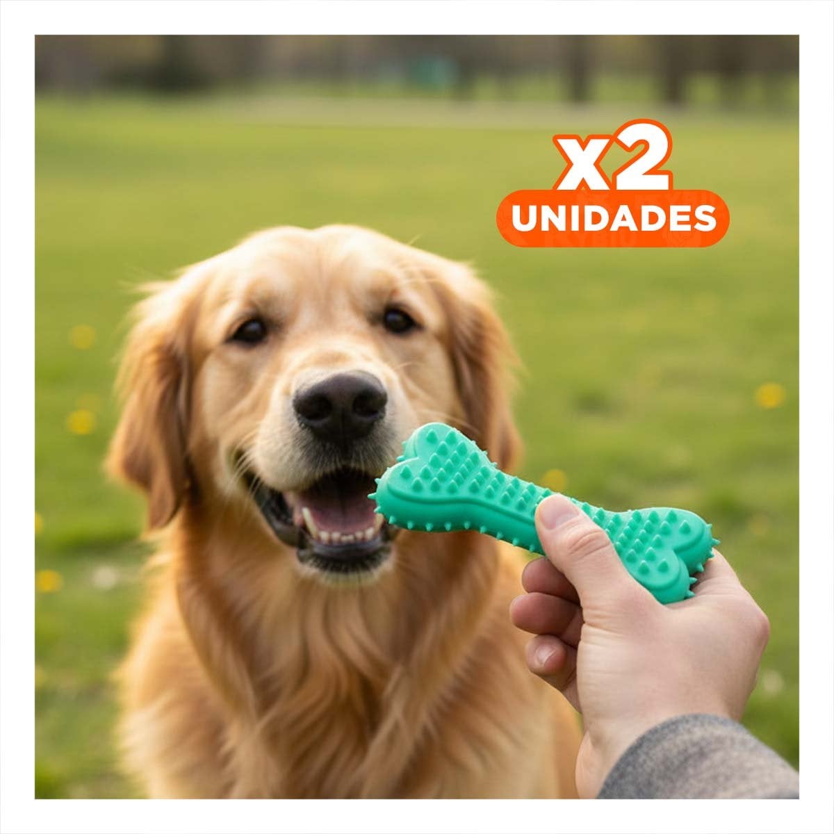 PACK2 MORDEDOR COMPACTO HUESO CON PUAS EN VERDE AGUA EN DINAMICA COTIDIANA Y+REGALO STICKER - 1