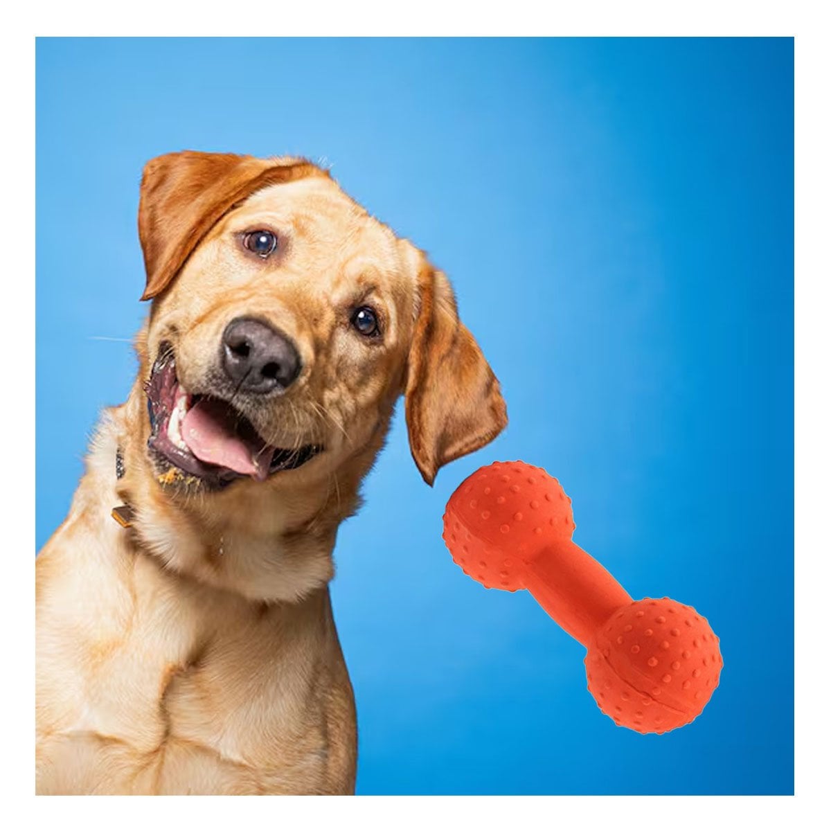 PACK12 PIEZA PARA PERRO MANCUERNA DE PUAS NARANJA DURADERA - 3