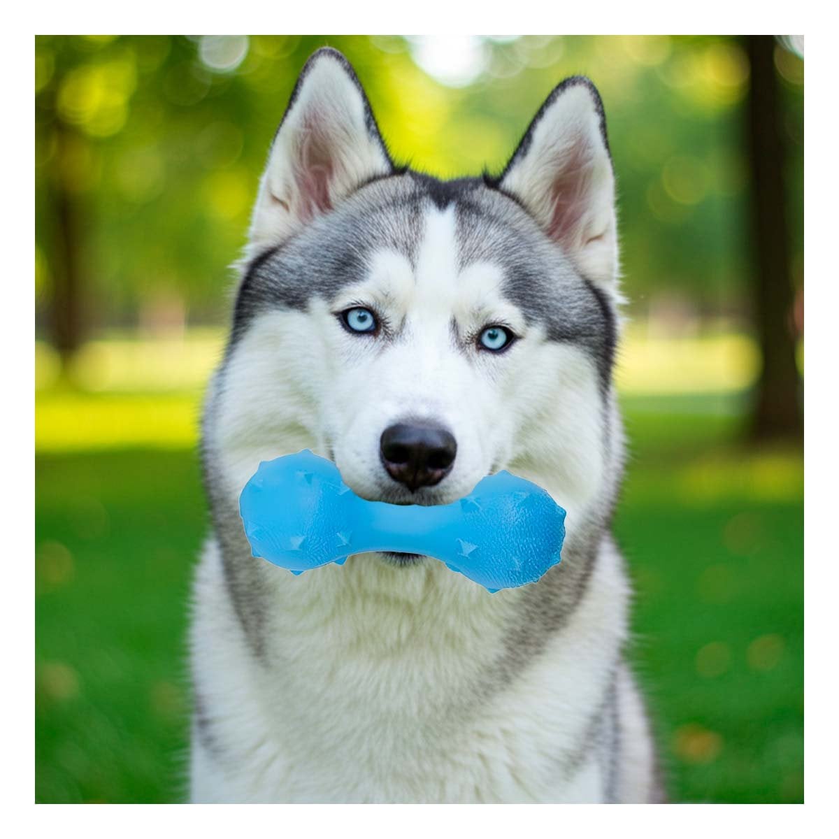 PACK6 PIEZA FUNCIONAL PARA PERRO CELESTE TEXTURIZADA Y RESISTENTE - 5