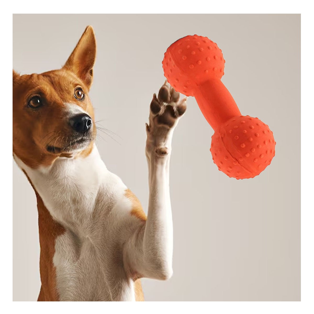 PELOTA MANCUERNA DE PUAS NARANJA PARA PERRO ACTIVO Y JUGUETON - 2