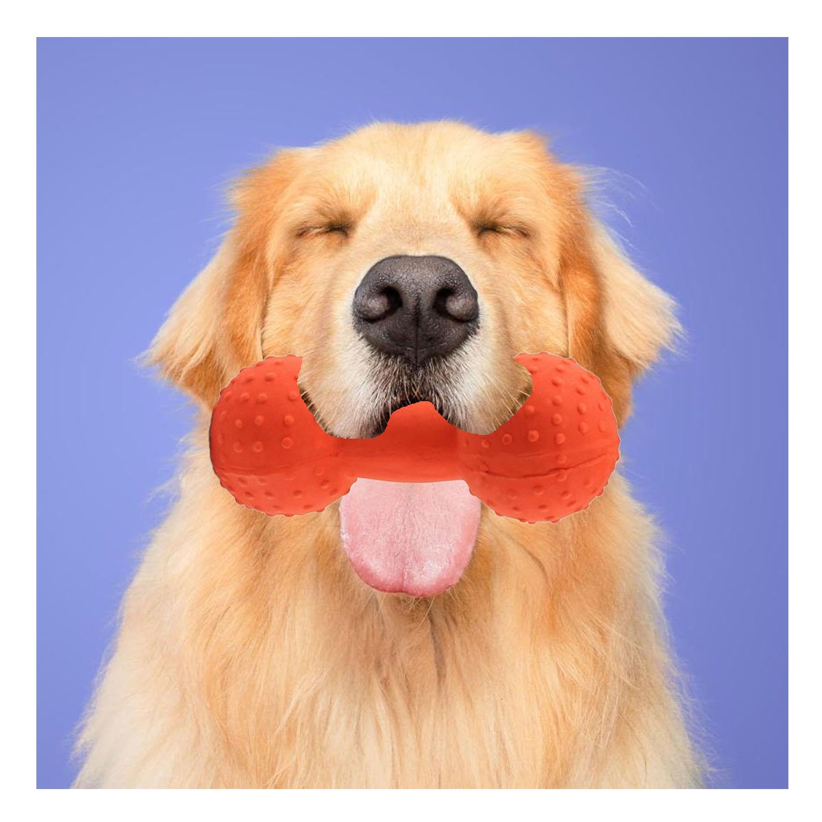 PACK12 ACCESORIO DURABLE MANCUERNA DE PUAS NARANJA PARA PERRO Y+REGALO STICKER - 5