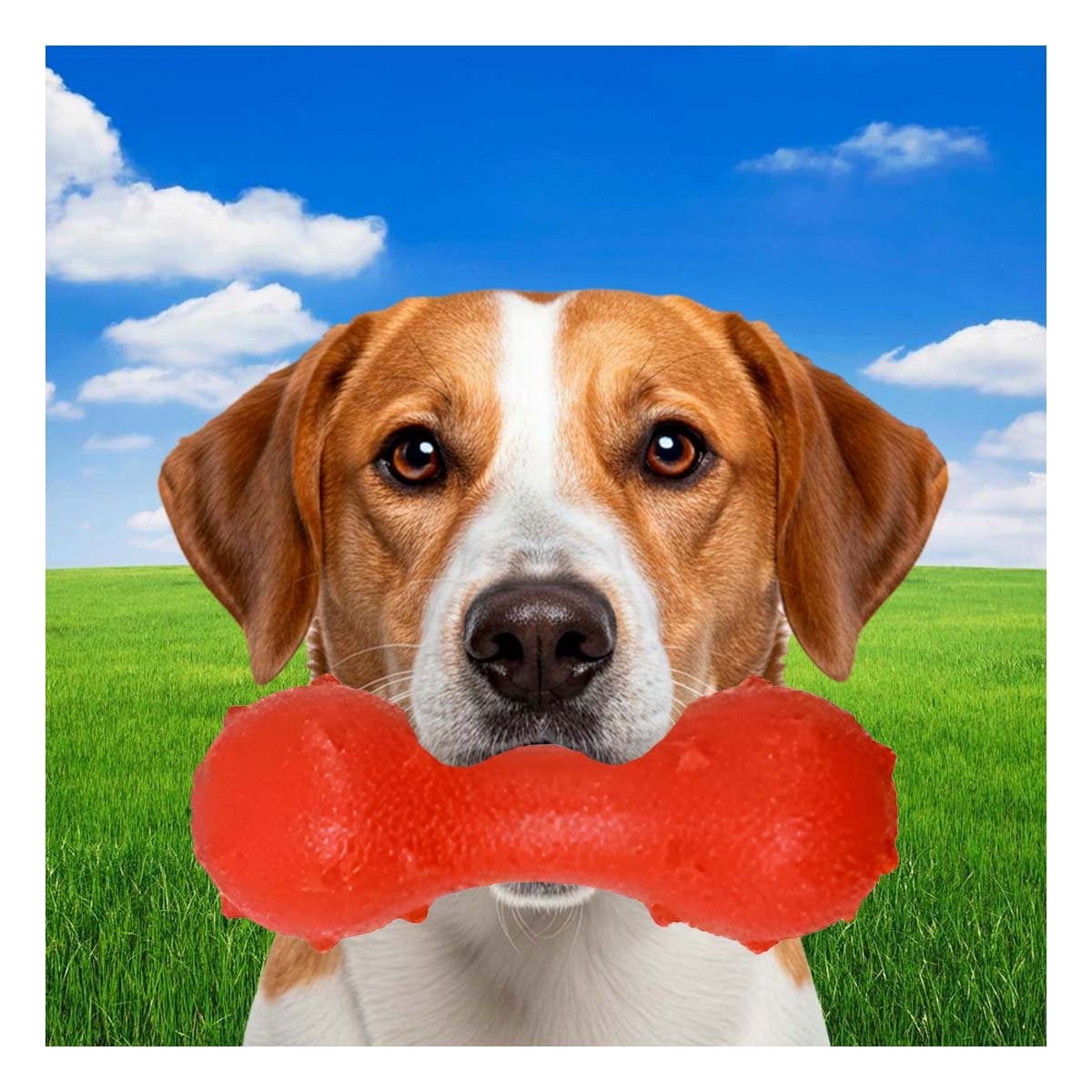 PACK12 JUGUETE RECREATIVO PARA MASCOTA ROJO DURADERO Y RESISTENTE AL USO - 3