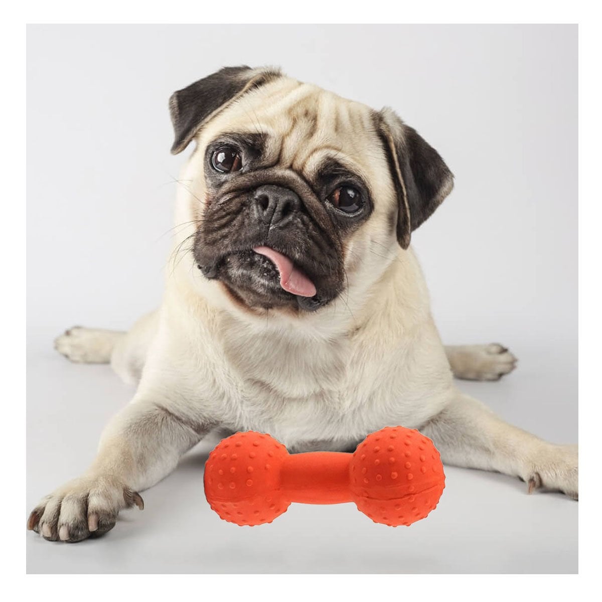 HERRAMIENTA MANCUERNA DE PUAS NARANJA PARA MASCOTA ACTIVA Y+LIGAS REGALO - 1