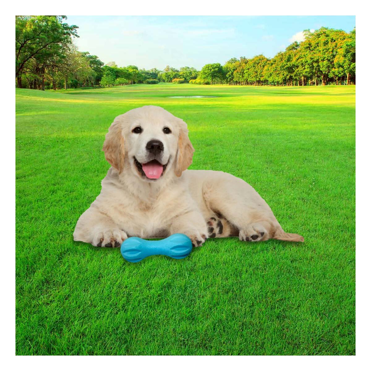 PRODUCTO MANCUERNA DE MINI RAYAS CELESTE PARA PERRO EN HOGAR ACTIVO Y+REGALO STICKER - 2