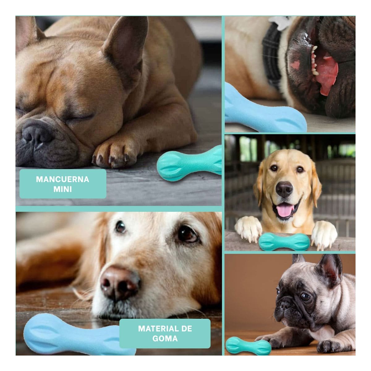 PACK4 ARTICULO PARA PERRO MANCUERNA DE MINI RAYAS VERDE MENTA ACTIVO Y+REGALO STICKER - 2