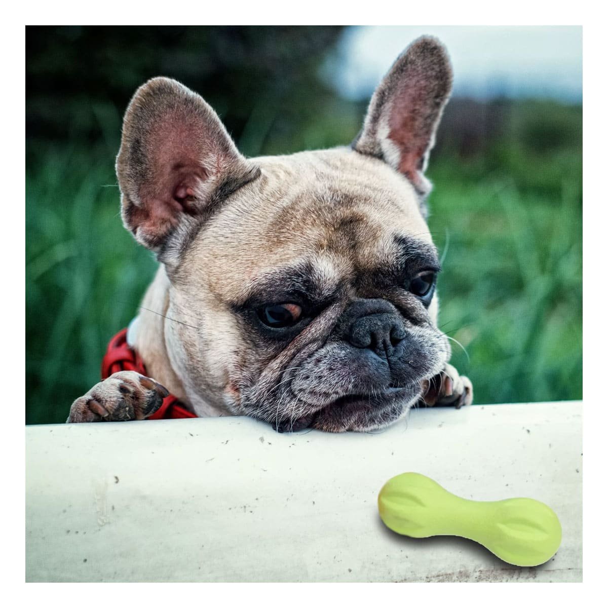 OBJETO MANCUERNA DE MINI RAYAS VERDE MENTA PARA PERRO TEXTURIZADO Y+POST IT - 2