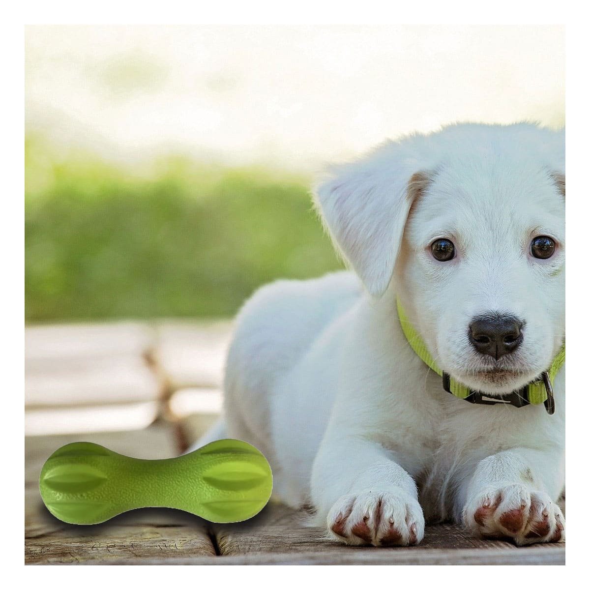 OBJETO MANCUERNA DE MINI RAYAS VERDE MENTA PARA PERRO TEXTURIZADO Y+POST IT - 3