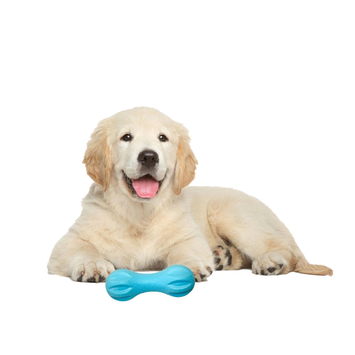 PACK6 PRODUCTO PARA MASCOTA MANCUERNA DE MINI RAYAS CELESTE FUERTE Y+REGALO STICKER - 2