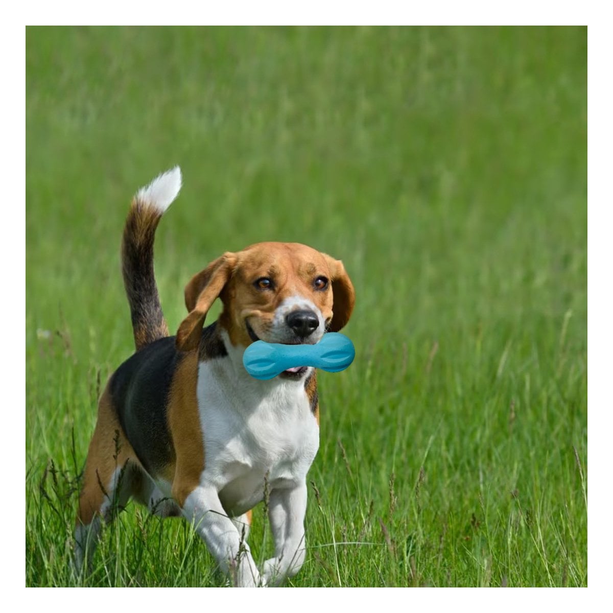 PACK4 JUGUETE PARA PERRO MANCUERNA DE MINI RAYAS CELESTE DURADERO - 2