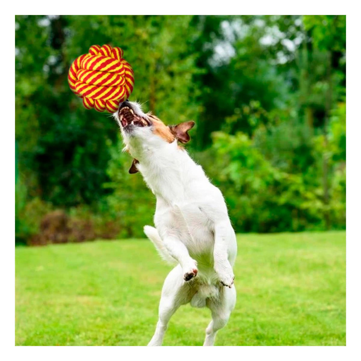 PACK2 COMPLEMENTO FLEXIBLE AMARILLO ANARANJADO PARA PERROS Y+REGALO STICKER - 3
