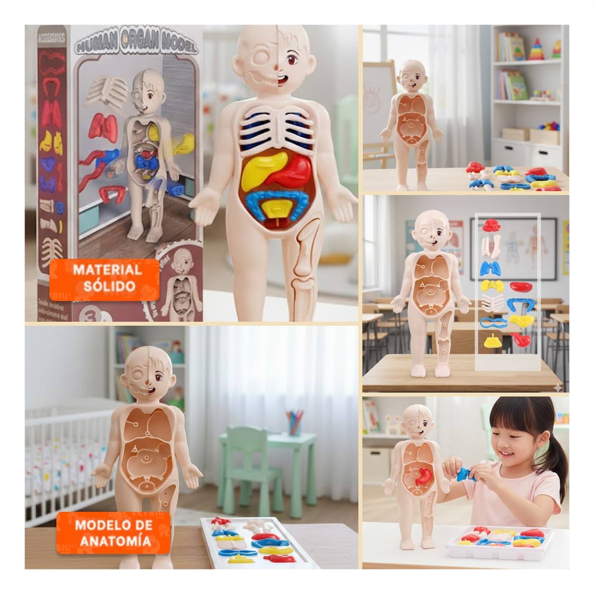 MATERIAL ESCOLAR DE ORGANOS HUMANOS MULTICOLOR PARA AULA YSTICKY - 5