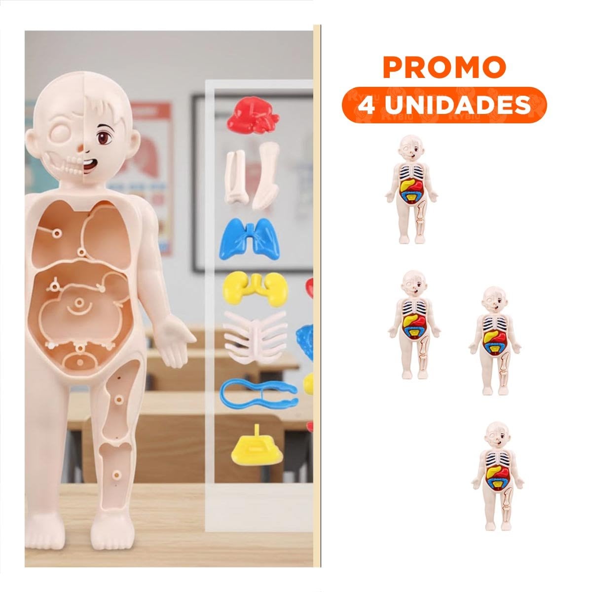 PACK4 ELEMENTO ESCOLAR DE ORGANOS HUMANOS MULTICOLOR PARA APRENDER YREGALO STICKER - 1