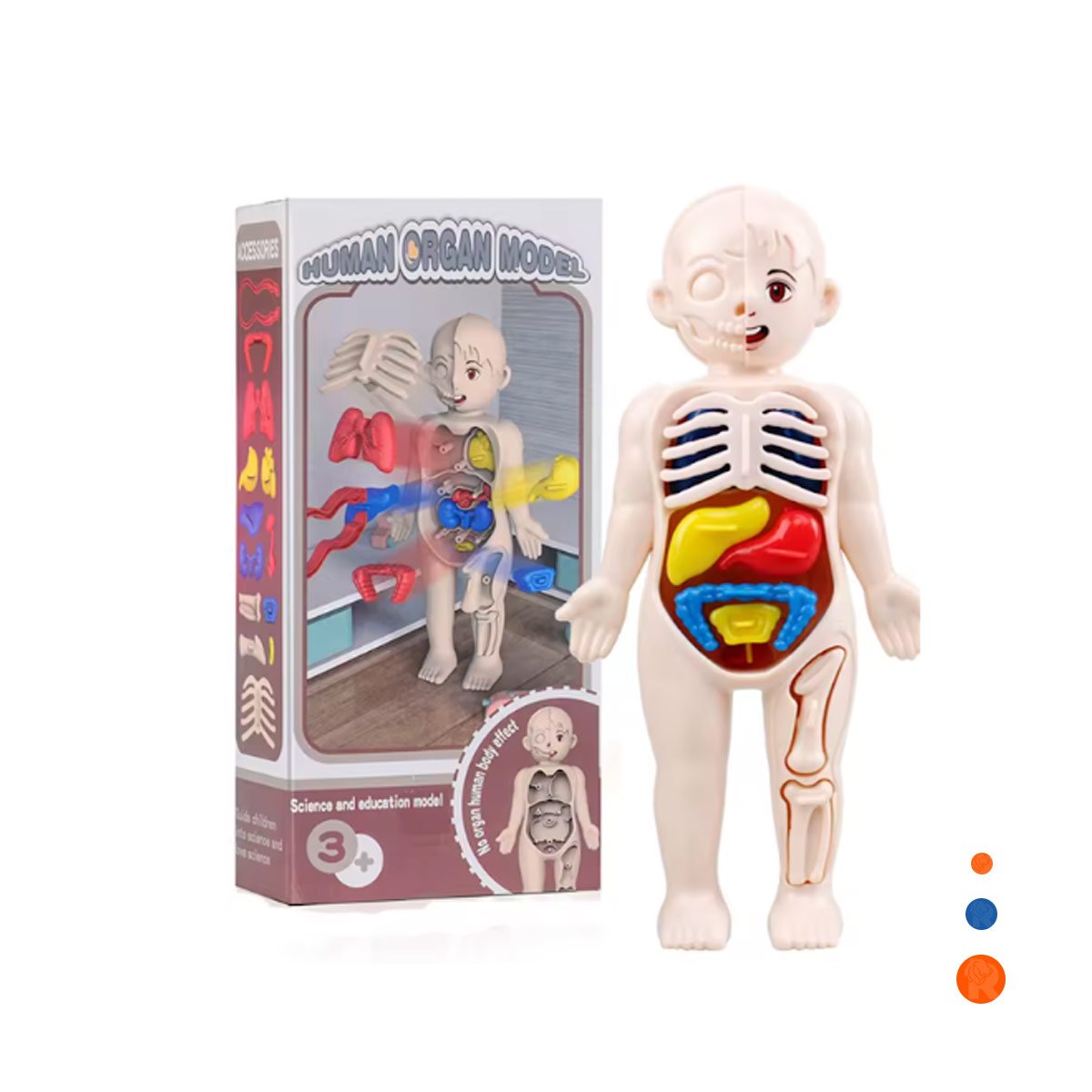 PACK4 APOYO ESCOLAR DE ORGANOS HUMANOS MULTICOLOR PARA ESTUDIO YPAPEL REGALO - 3