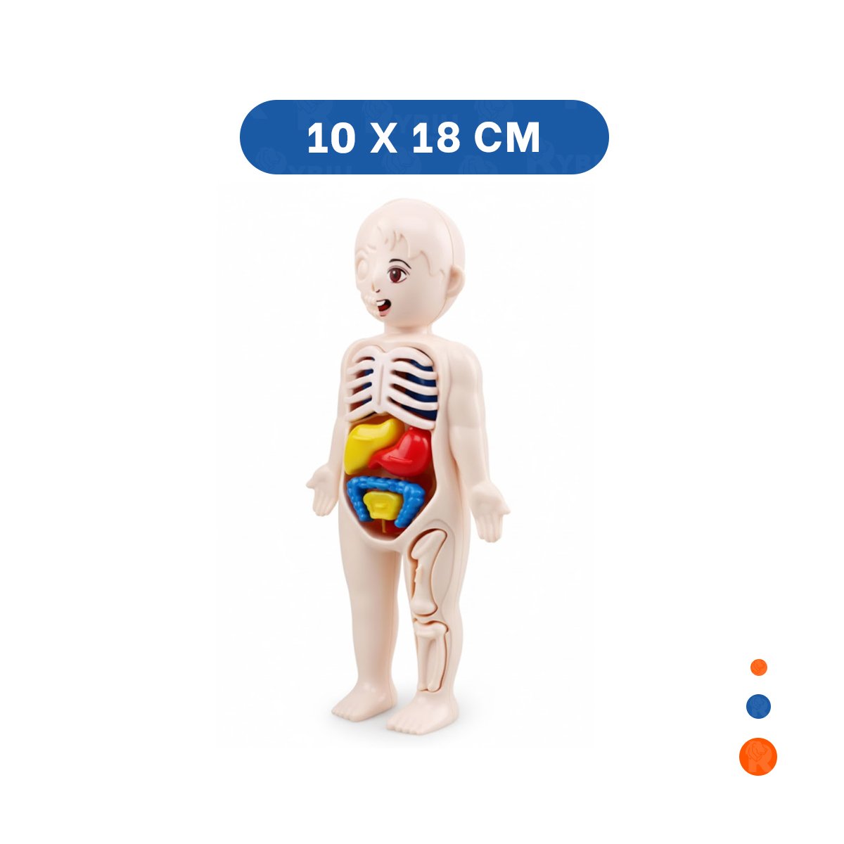 PACK4 APOYO ESCOLAR DE ORGANOS HUMANOS MULTICOLOR PARA ESTUDIO YPAPEL REGALO - 4