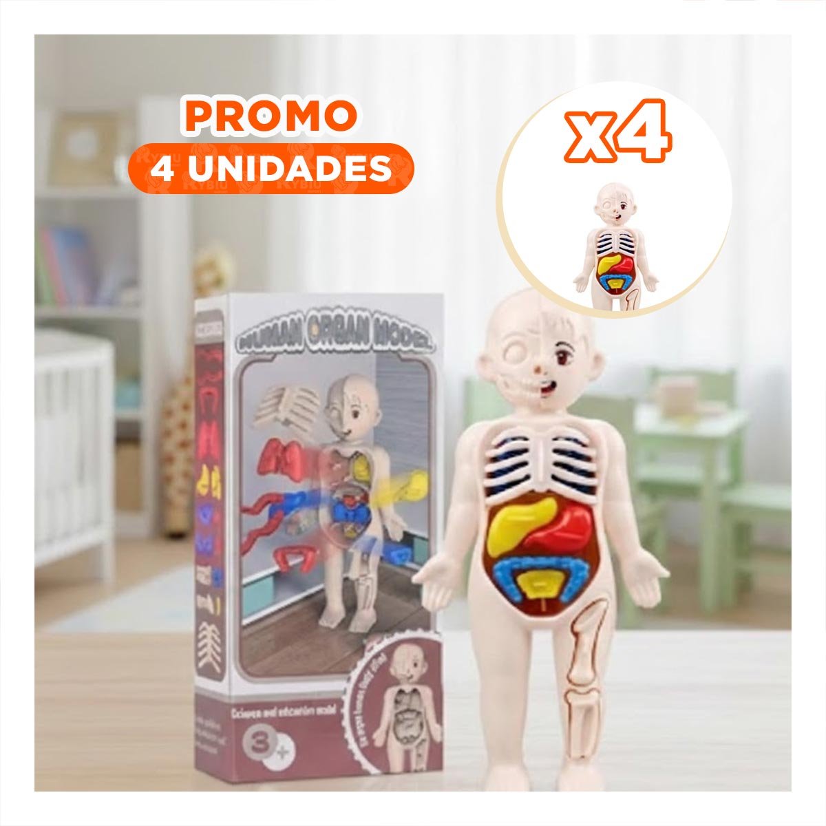 PACK4 RECURSO ESCOLAR DE ORGANOS HUMANOS MULTICOLOR PARA ENSEÑANZA - 1