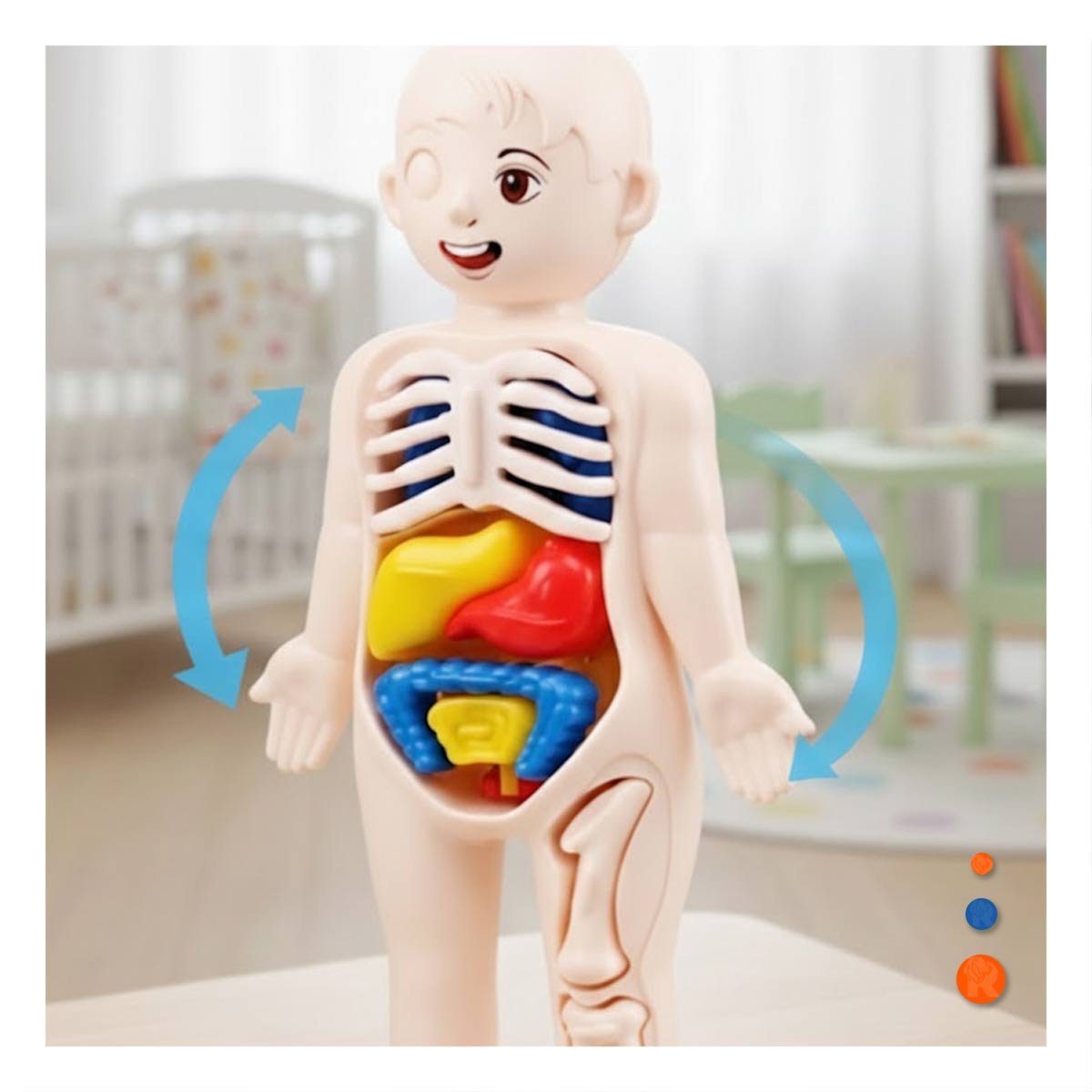 PACK4 RECURSO ESCOLAR DE ORGANOS HUMANOS MULTICOLOR PARA ENSEÑANZA - 5