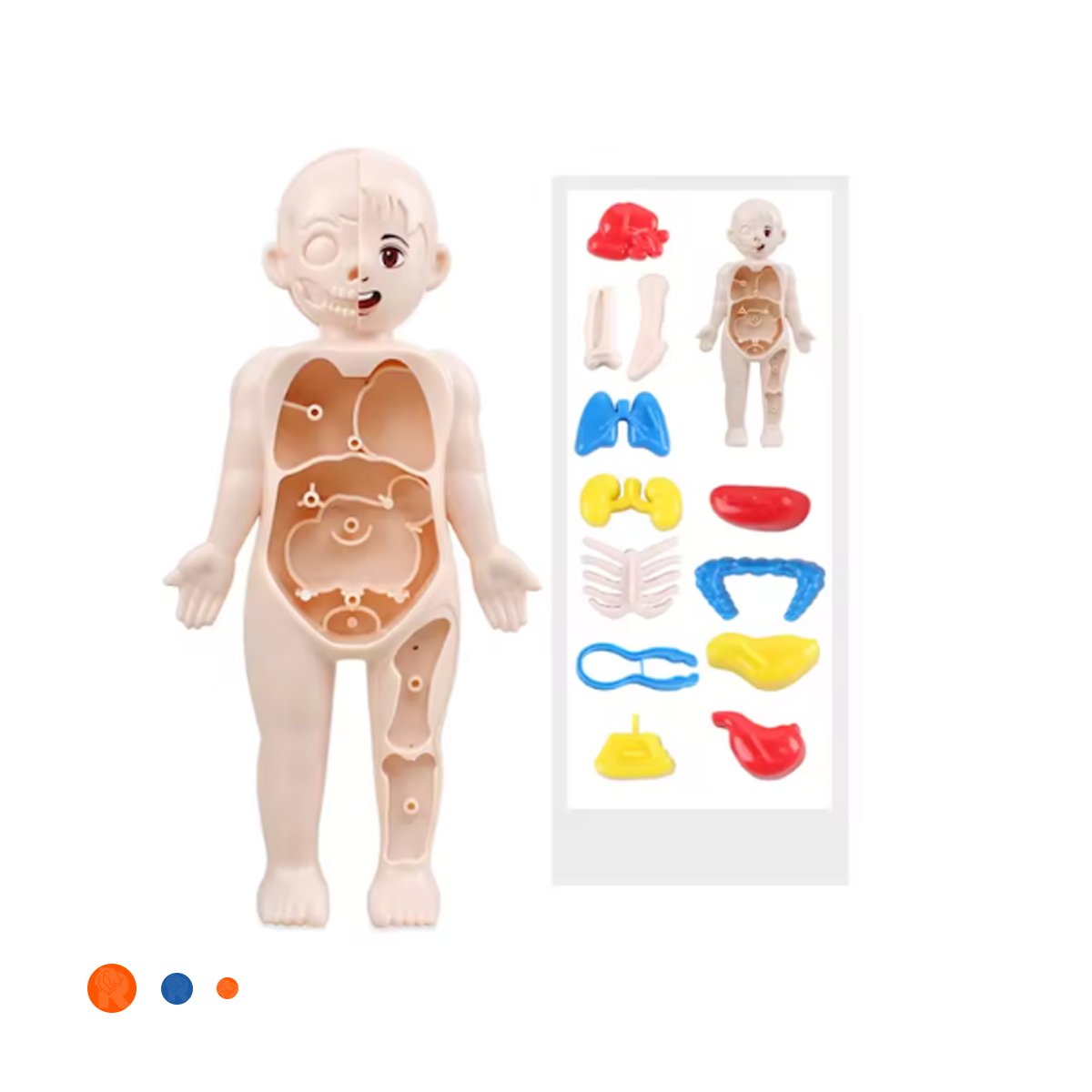 EQUIPO ESCOLAR DE ORGANOS HUMANOS MULTICOLOR PARA APRENDIZAJE YLIGAS REGALO - 3