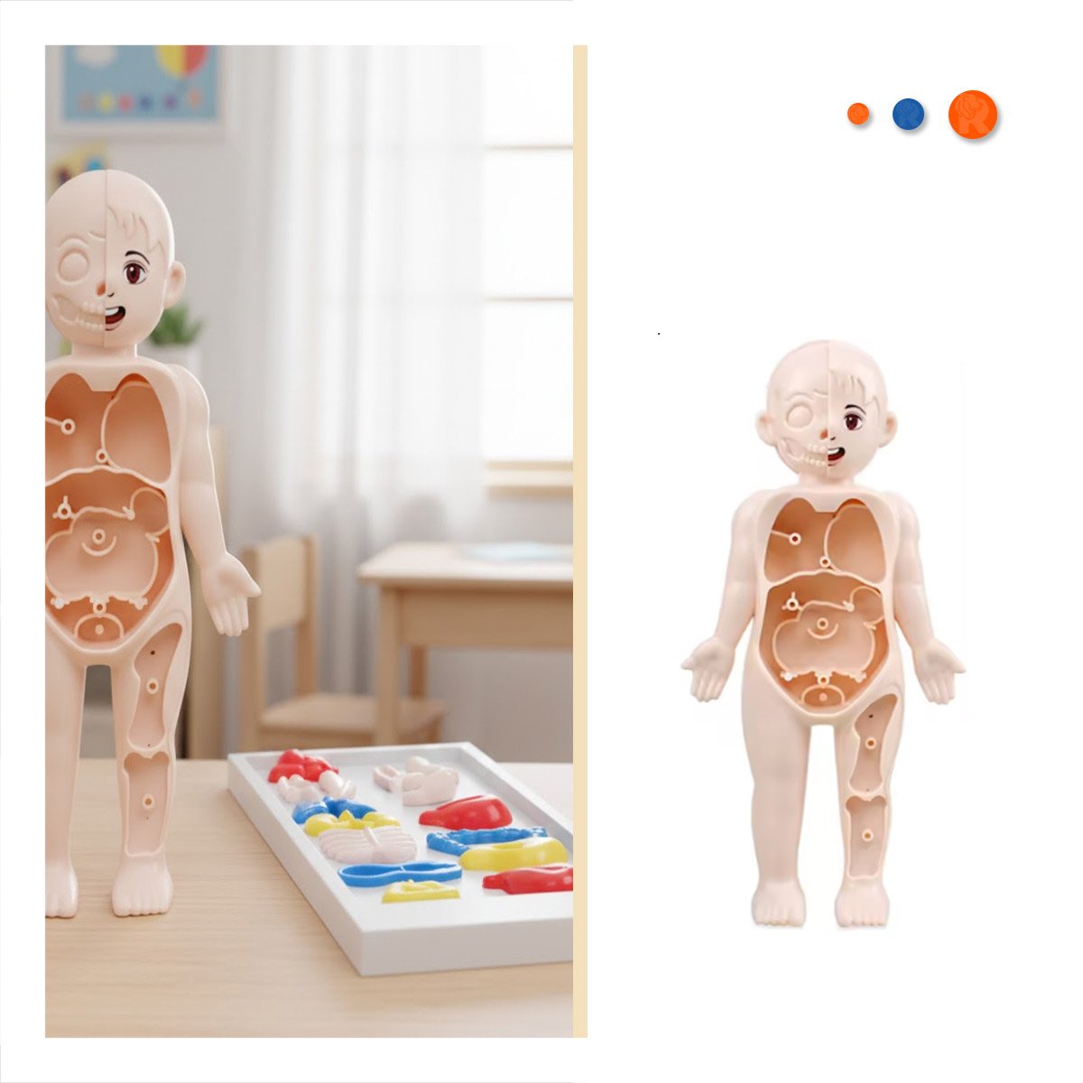SET EDUCATIVO DE ORGANOS HUMANOS MULTICOLOR PARA APRENDIZAJE ESCOLAR - 3