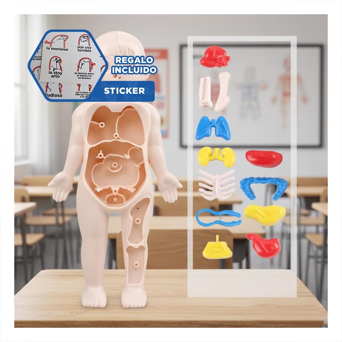 PACK EDUCATIVO DE ORGANOS HUMANOS MULTICOLOR PARA ESTUDIO VISUAL YREGALO STICKER - 1